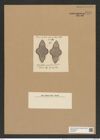 Biddulphia caraibica Tr. et Witt. (de-Toni-Nr.: Genus 123, Species 3480) Zeichnungen Sammlung Grunow Nr. 6976 (NHMW-BOT-W0375877)